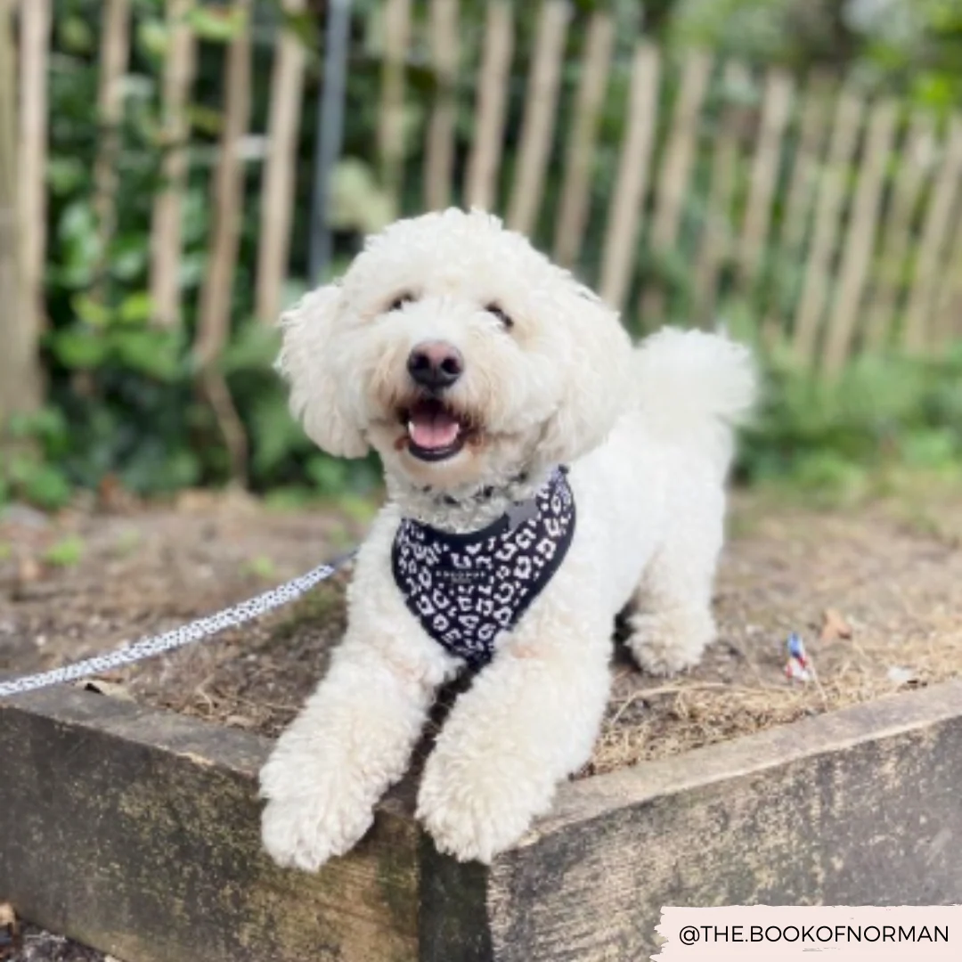 Black Leopard Adjustable Neck HARNESS - Image 10