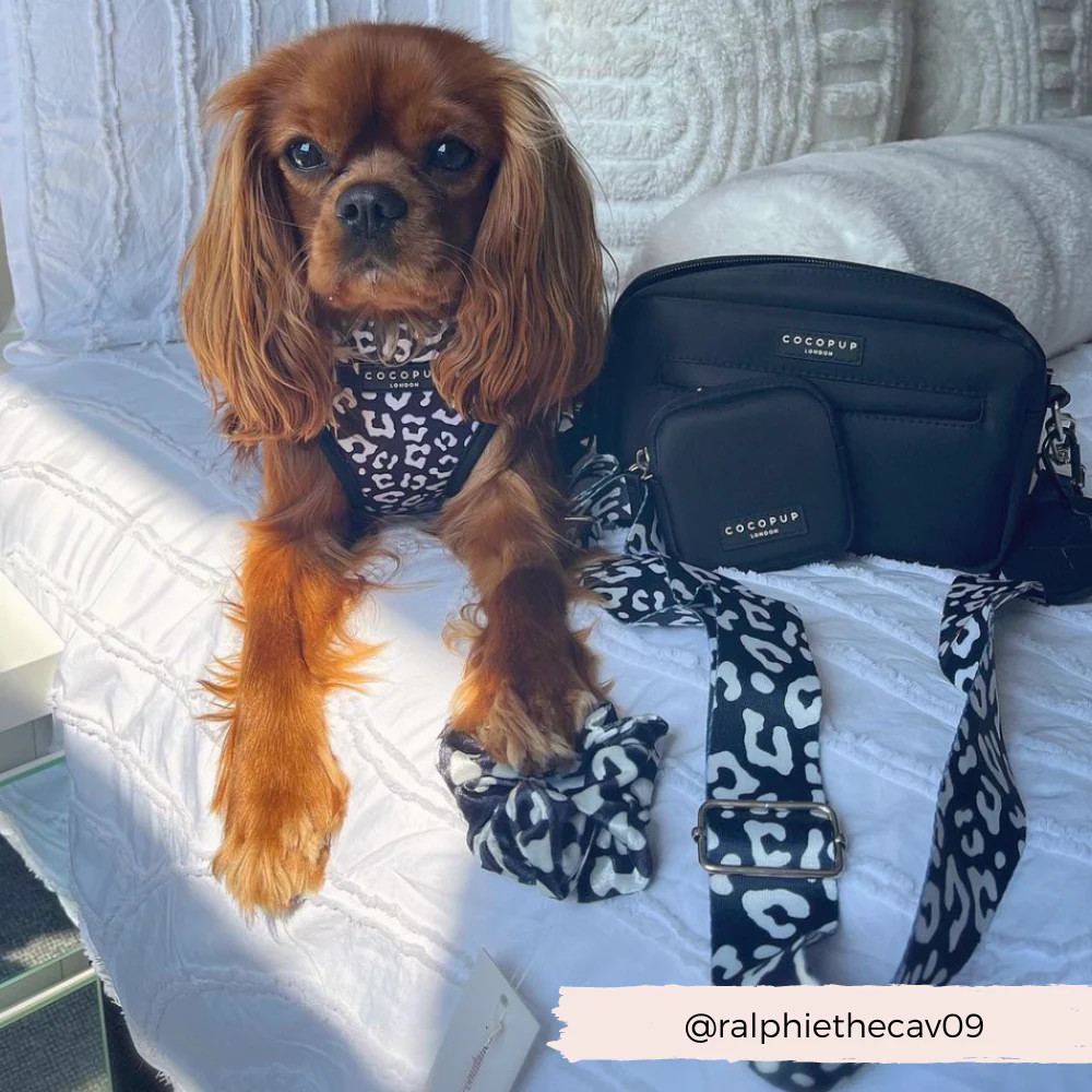 Black Leopard Adjustable Neck HARNESS - Image 11