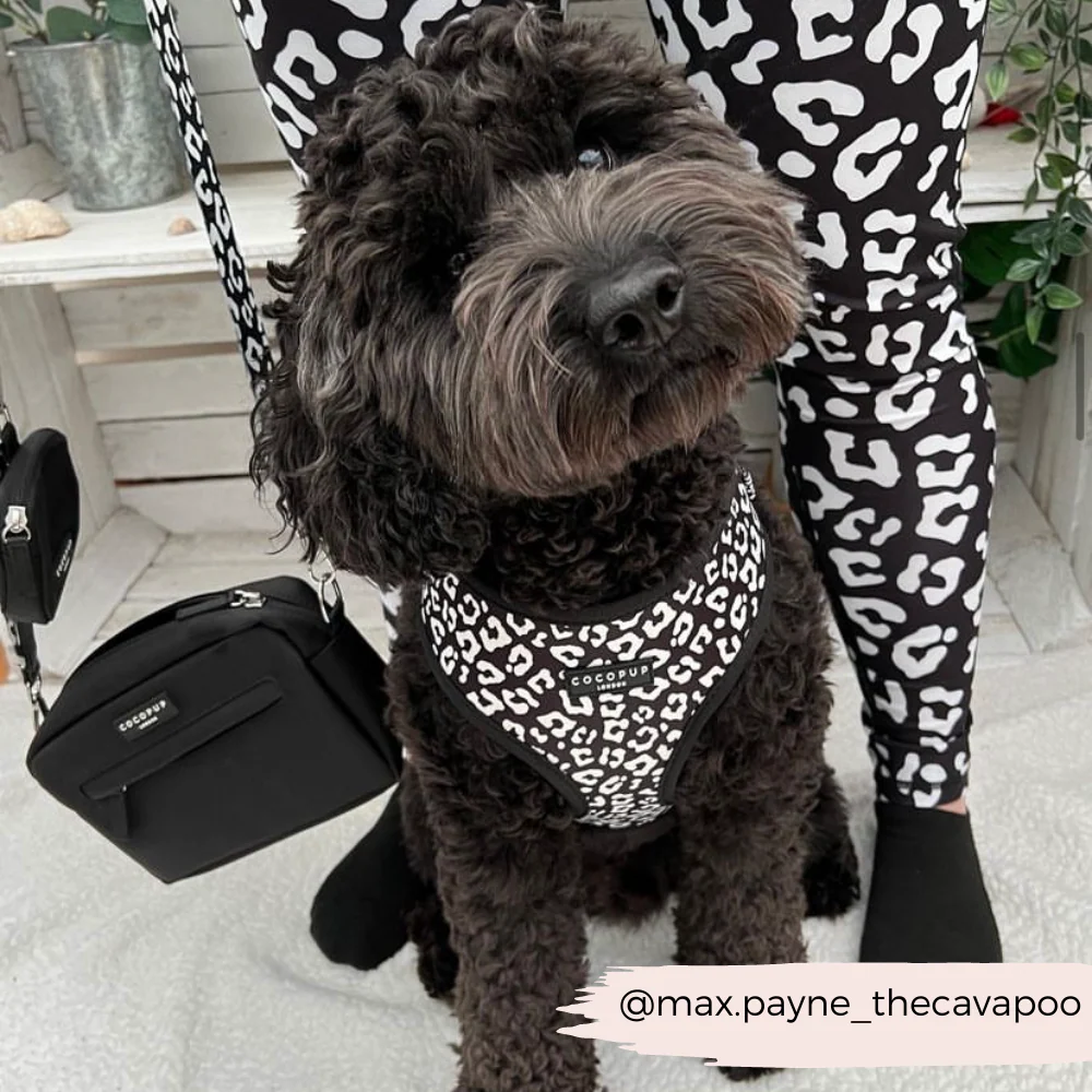 Black Leopard Adjustable Neck HARNESS - Image 12