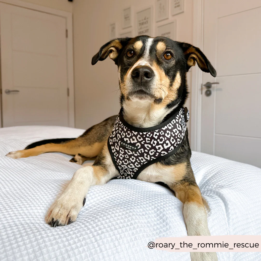 Black Leopard Adjustable Neck HARNESS - Image 15