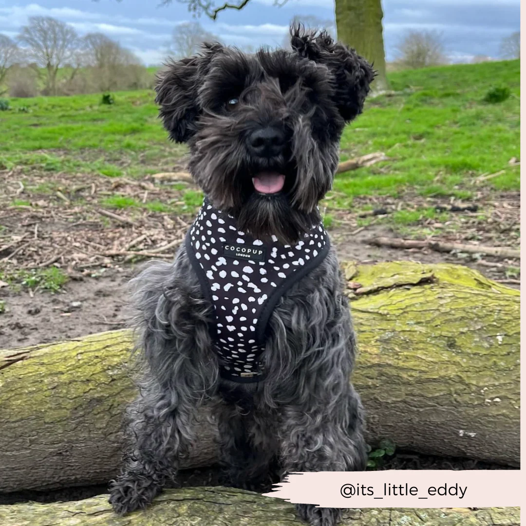 Black Leopard Adjustable Neck HARNESS - Image 16