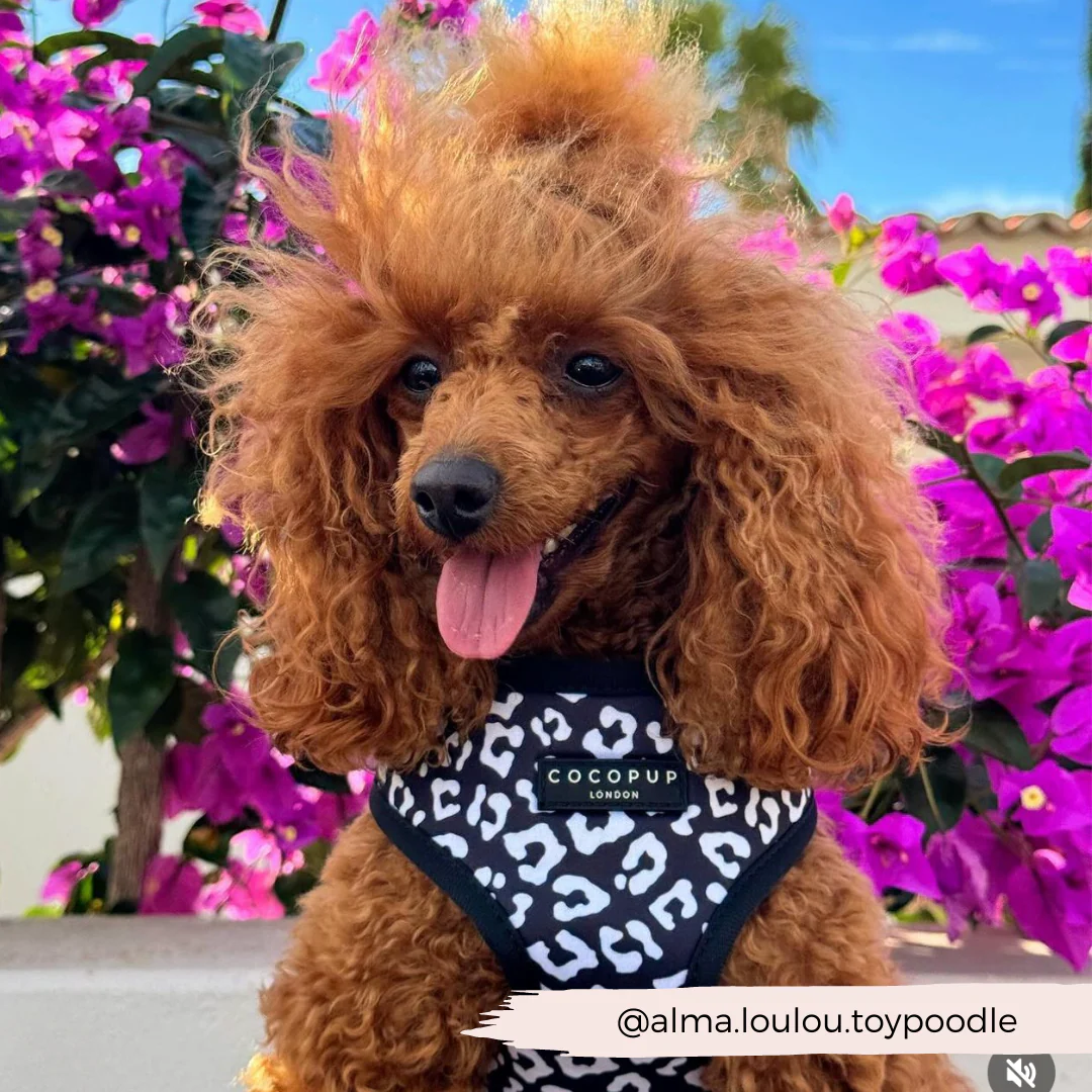 Black Leopard Adjustable Neck HARNESS - Image 17