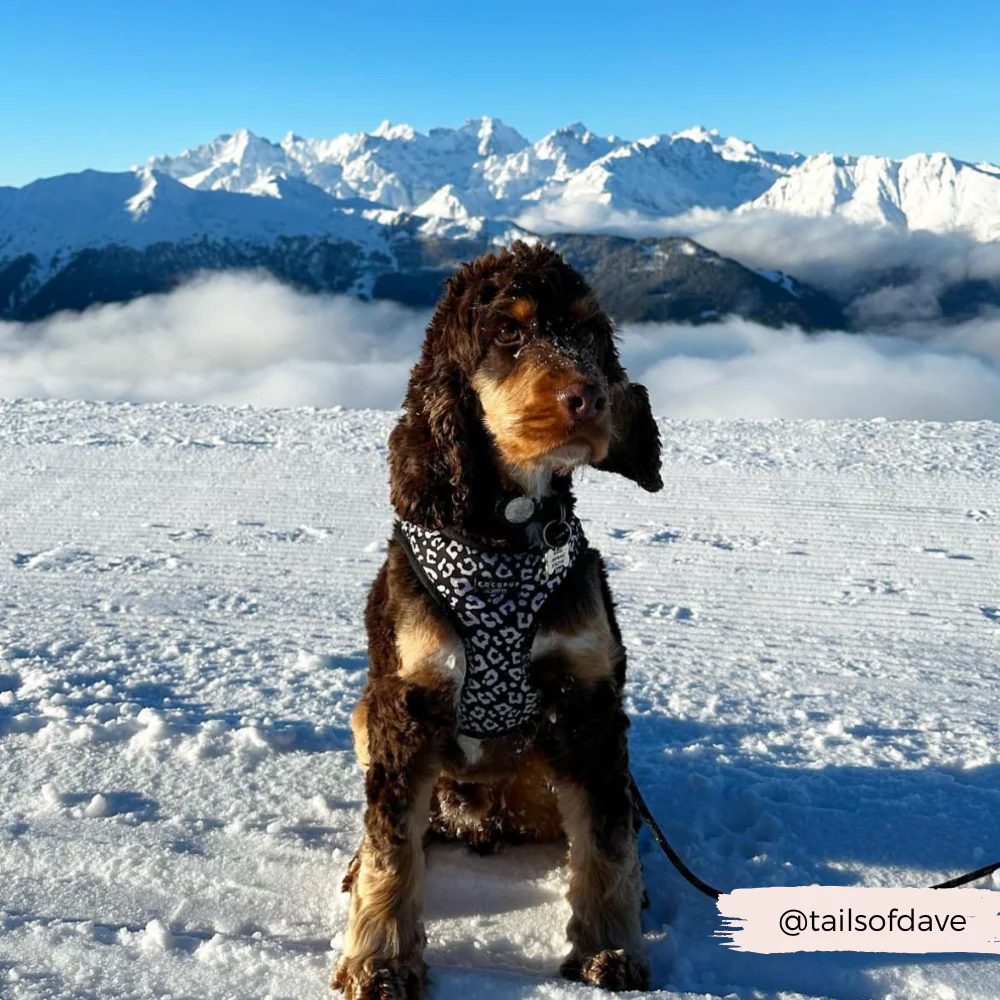 Black Leopard Adjustable Neck HARNESS - Image 4