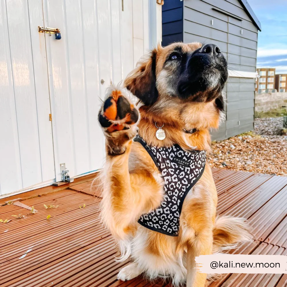 Black Leopard Adjustable Neck HARNESS - Image 5