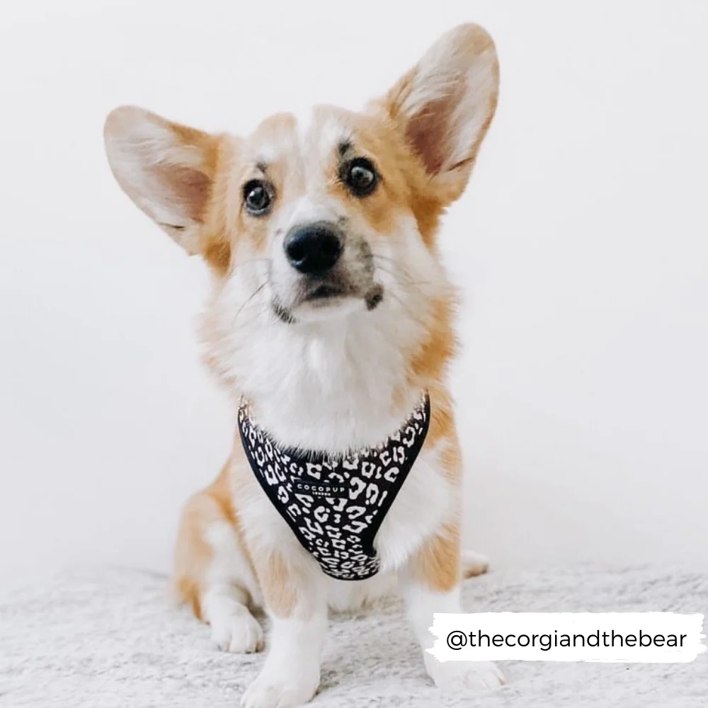 Black Leopard Adjustable Neck HARNESS - Image 6