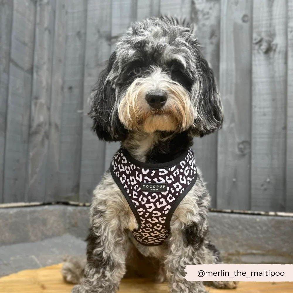 Black Leopard Adjustable Neck HARNESS - Image 7