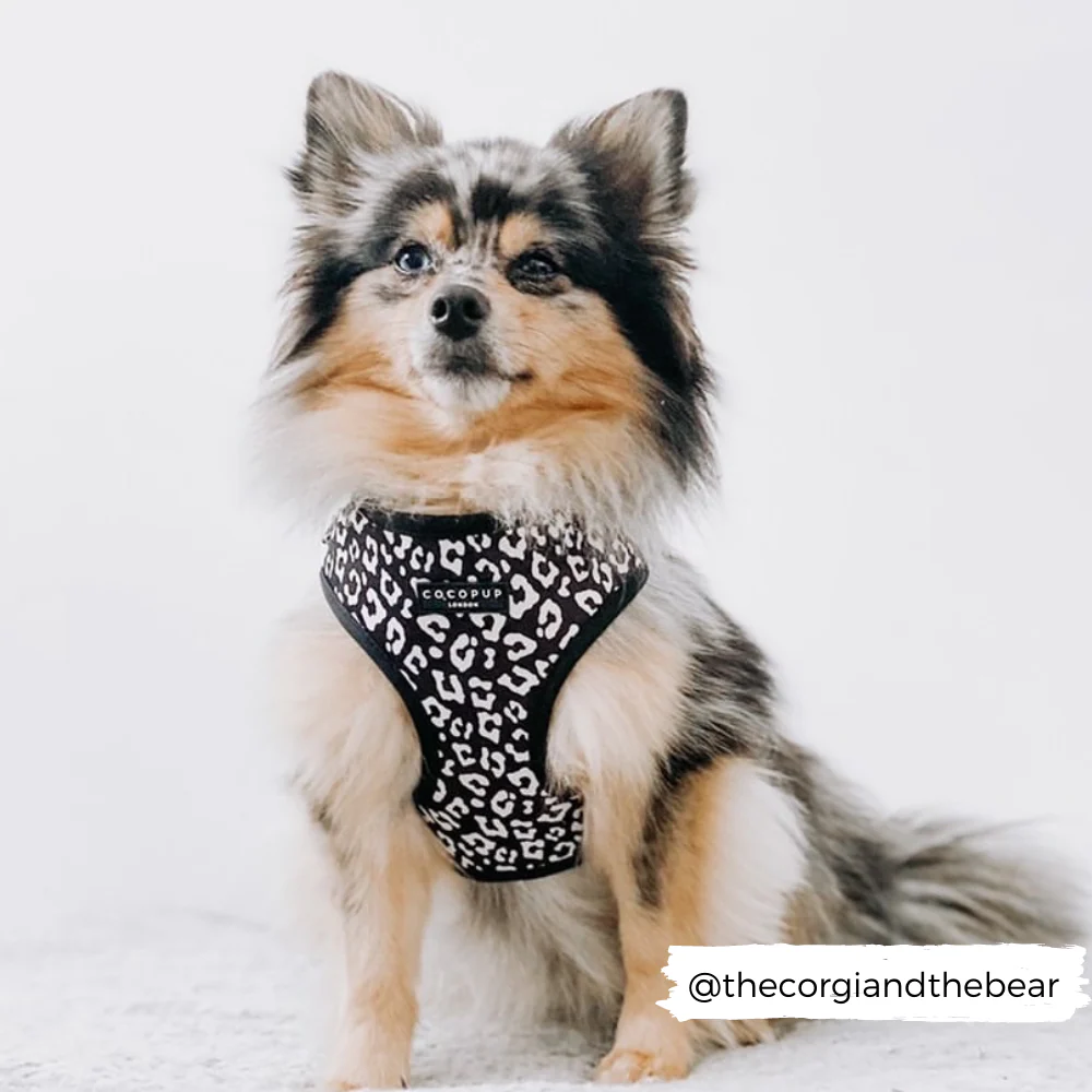 Black Leopard Adjustable Neck HARNESS - Image 8