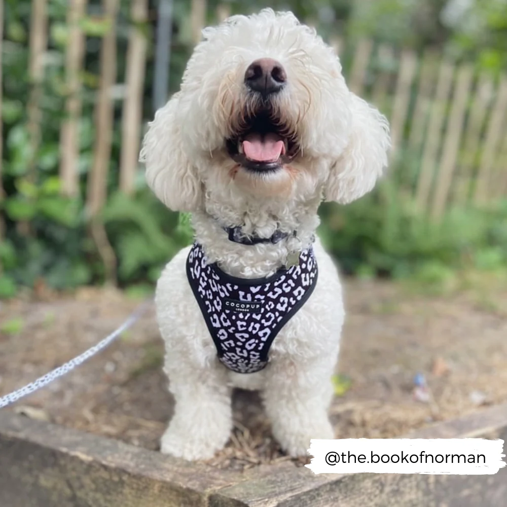 Black Leopard Adjustable Neck HARNESS - Image 9