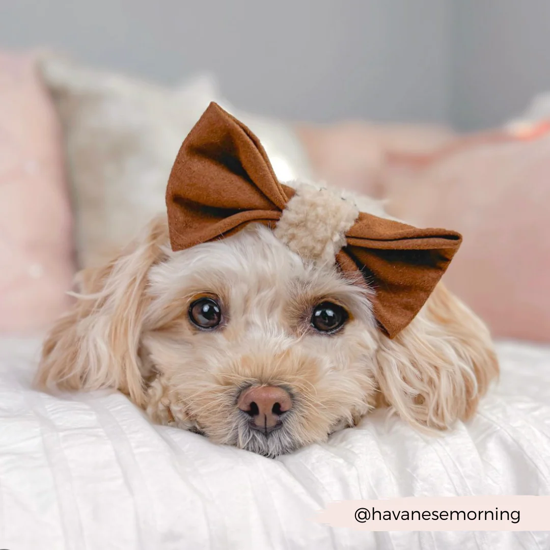Brown Aviator Bow Tie - Image 4