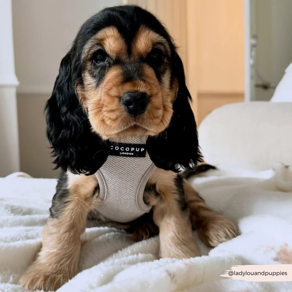 Brown Tweed Adjustable Neck HARNESS - Image 34