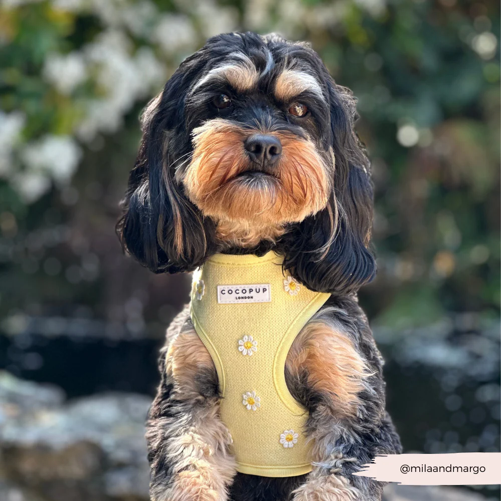 Buttercup Pup Adjustable Neck HARNESS - Image 13