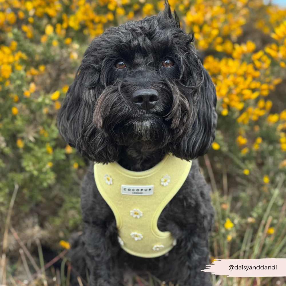 Buttercup Pup Adjustable Neck HARNESS - Image 16