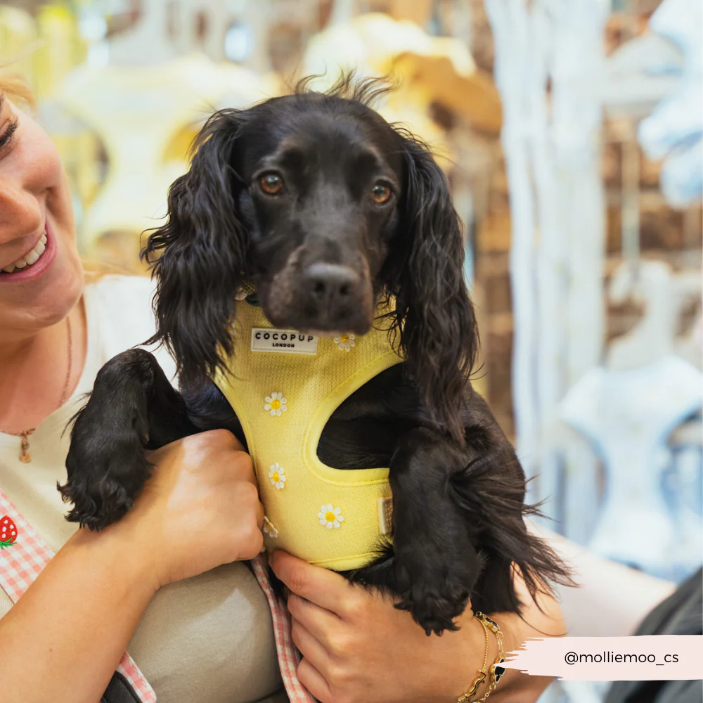 Buttercup Pup Adjustable Neck HARNESS - Image 17