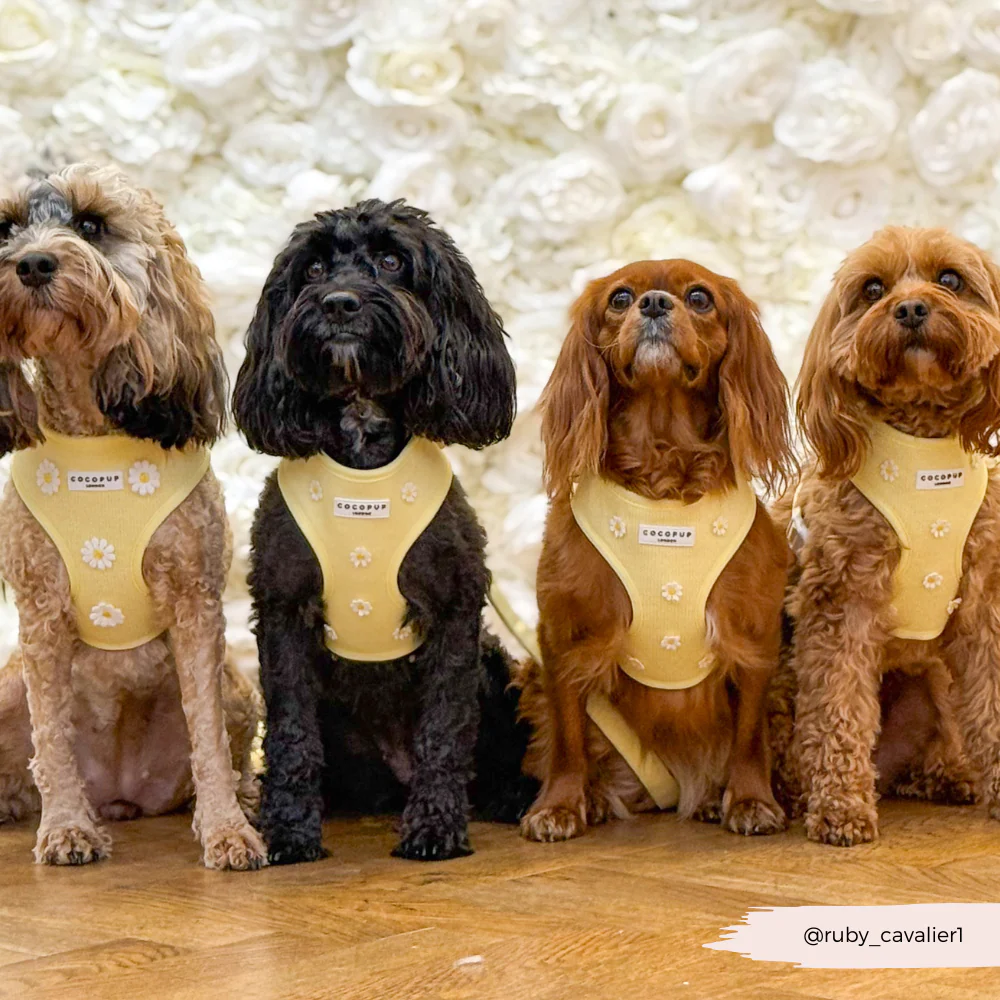 Buttercup Pup Adjustable Neck HARNESS - Image 8