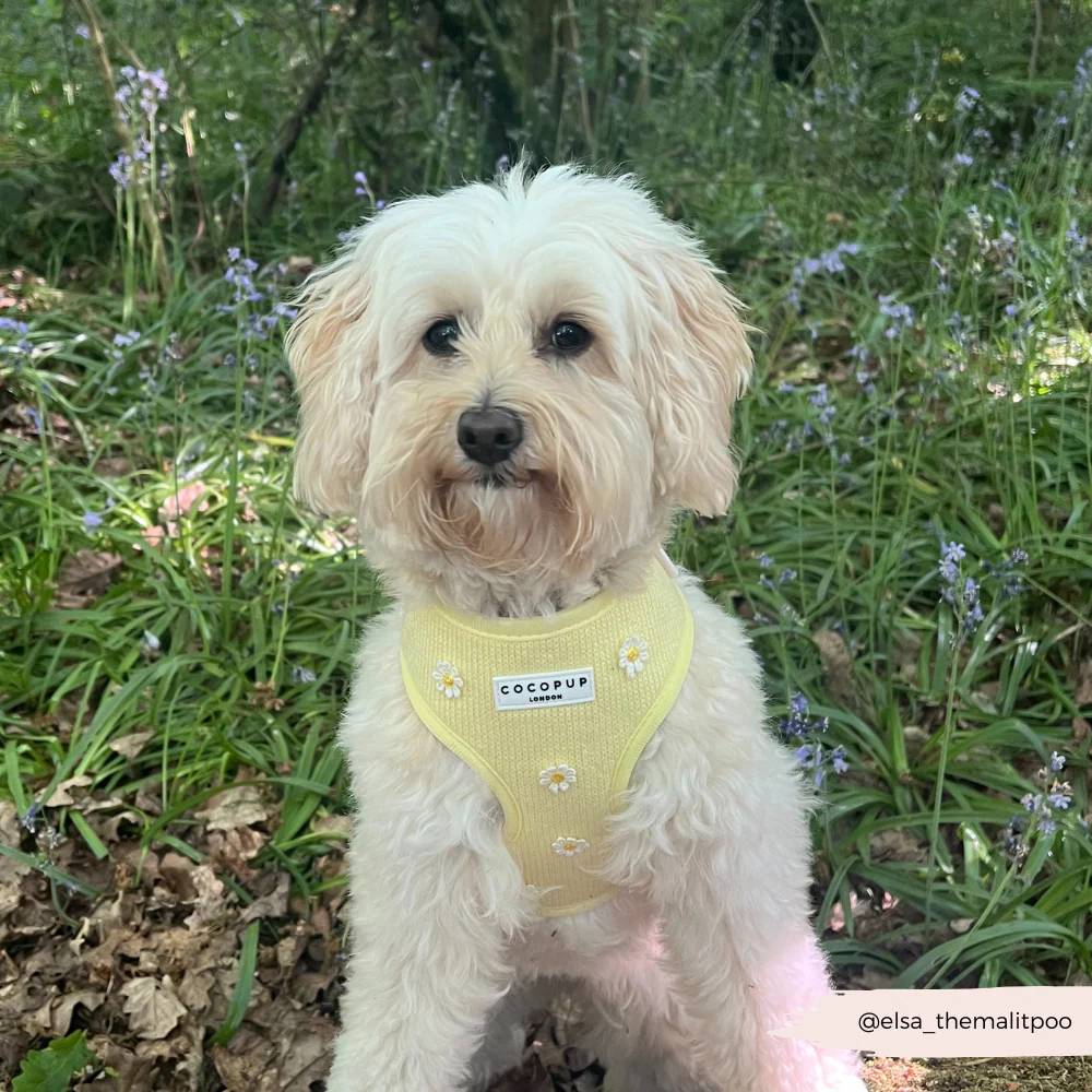 Buttercup Pup Adjustable Neck HARNESS - Image 9