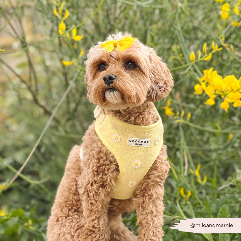 Buttercup Pup Adjustable Neck HARNESS - Image 7