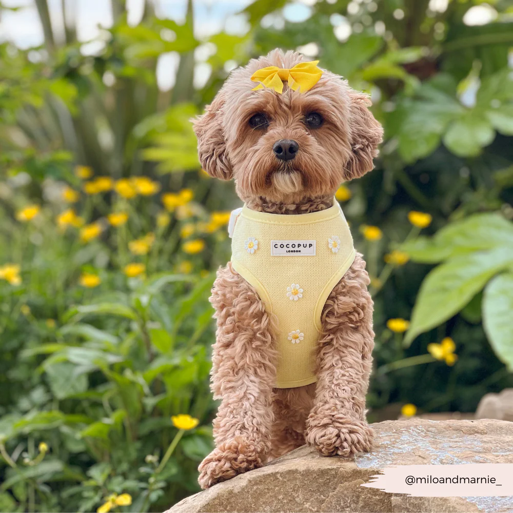 Buttercup Pup Adjustable Neck HARNESS - Image 12