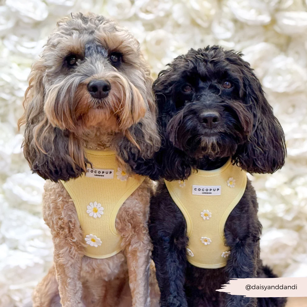 Buttercup Pup Adjustable Neck HARNESS - Image 18