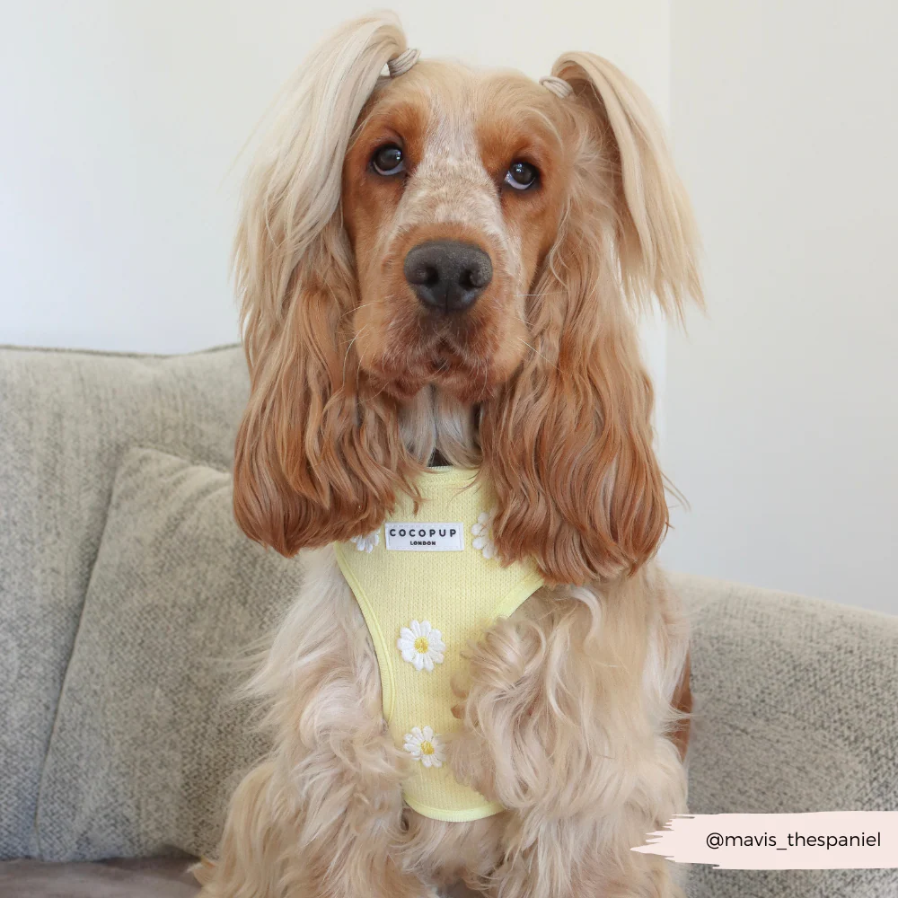 Buttercup Pup Adjustable Neck HARNESS - Image 14