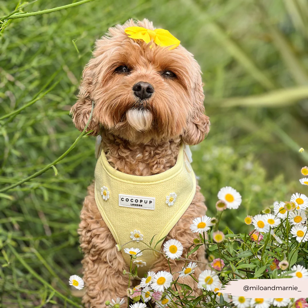 Buttercup Pup Adjustable Neck HARNESS - Image 11