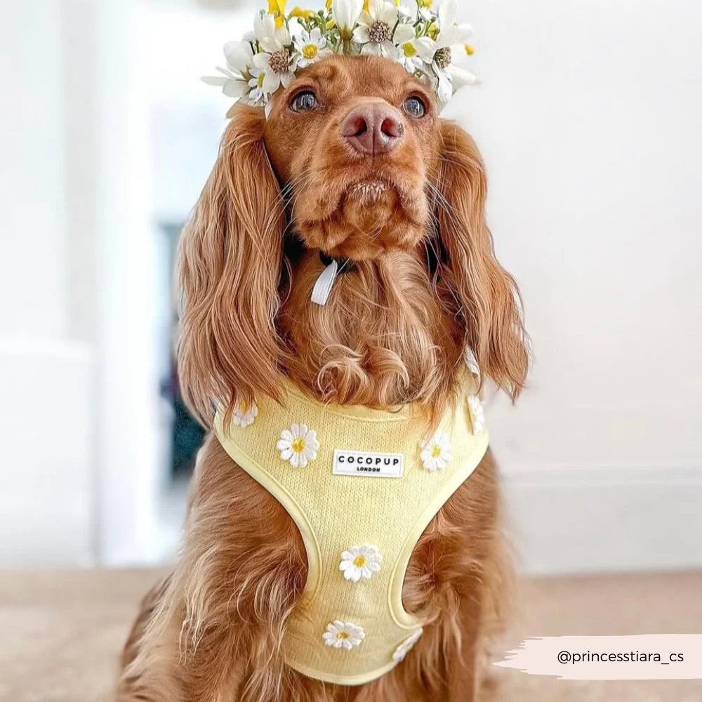 Buttercup Pup Adjustable Neck HARNESS - Image 15