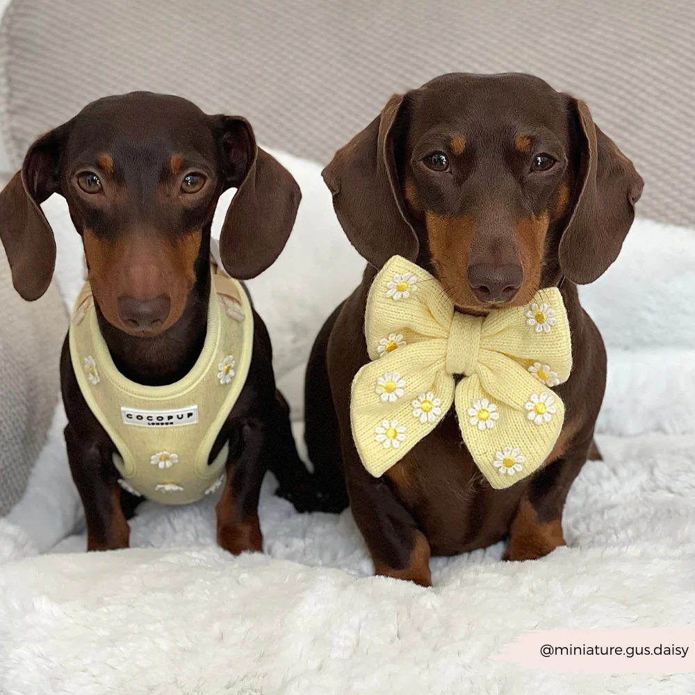 Buttercup Pup Adjustable Neck HARNESS - Image 19