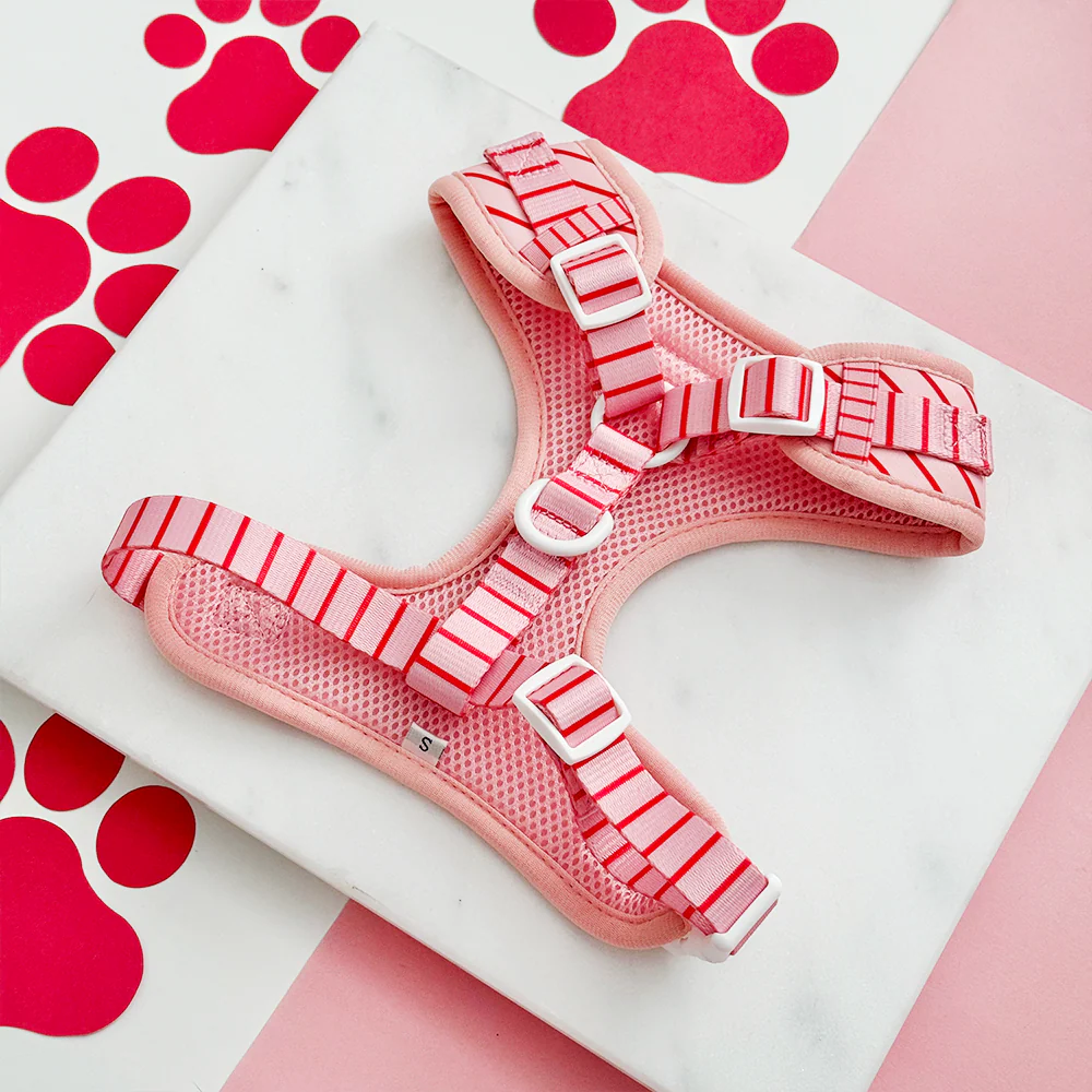 Candy Stripe Adjustable Neck HARNESS - Image 3