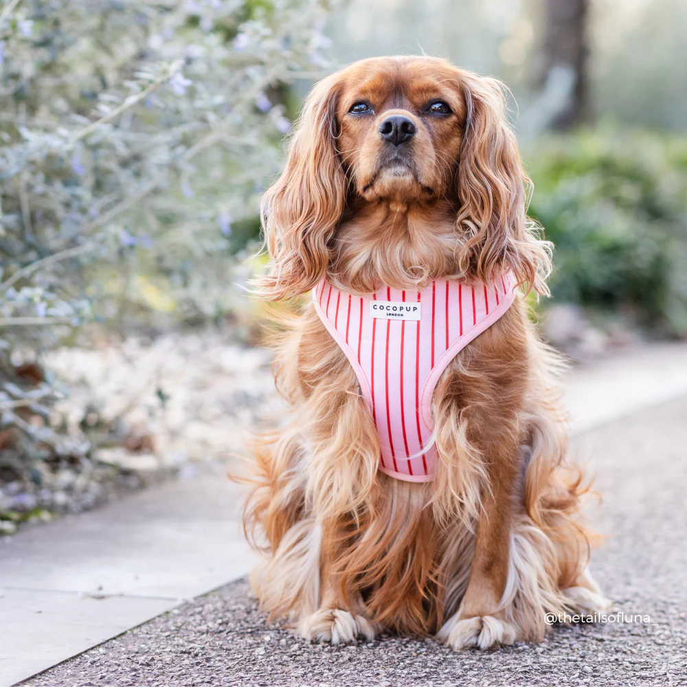 Candy Stripe Adjustable Neck HARNESS - Image 8