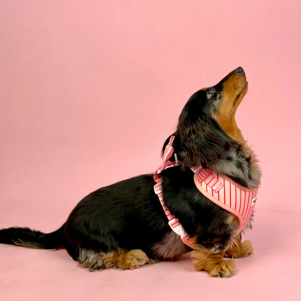Candy Stripe Adjustable Neck HARNESS - Image 5