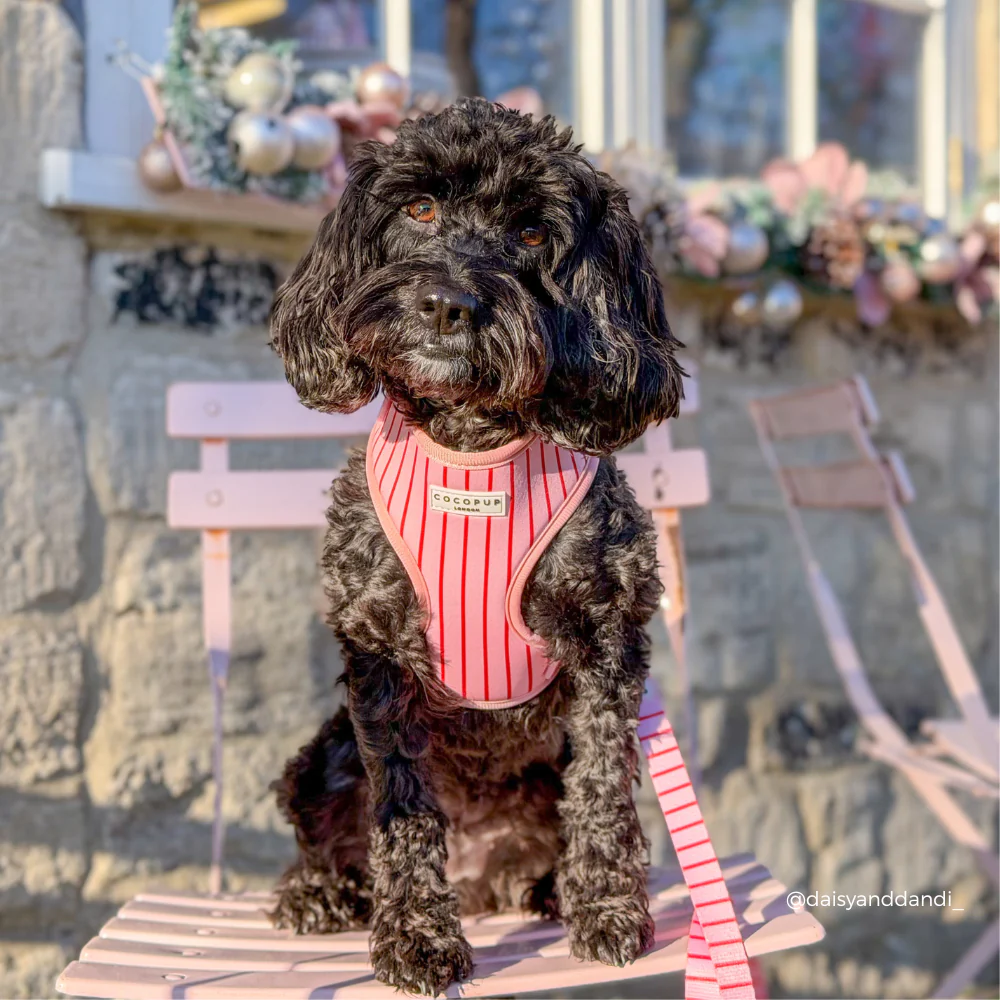 Candy Stripe Adjustable Neck HARNESS - Image 11