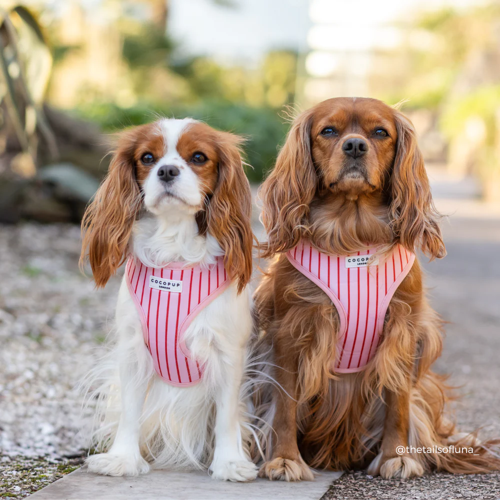 Candy Stripe Adjustable Neck HARNESS - Image 10