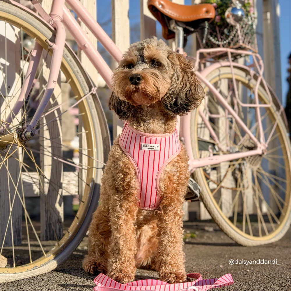 Candy Stripe Adjustable Neck HARNESS - Image 7