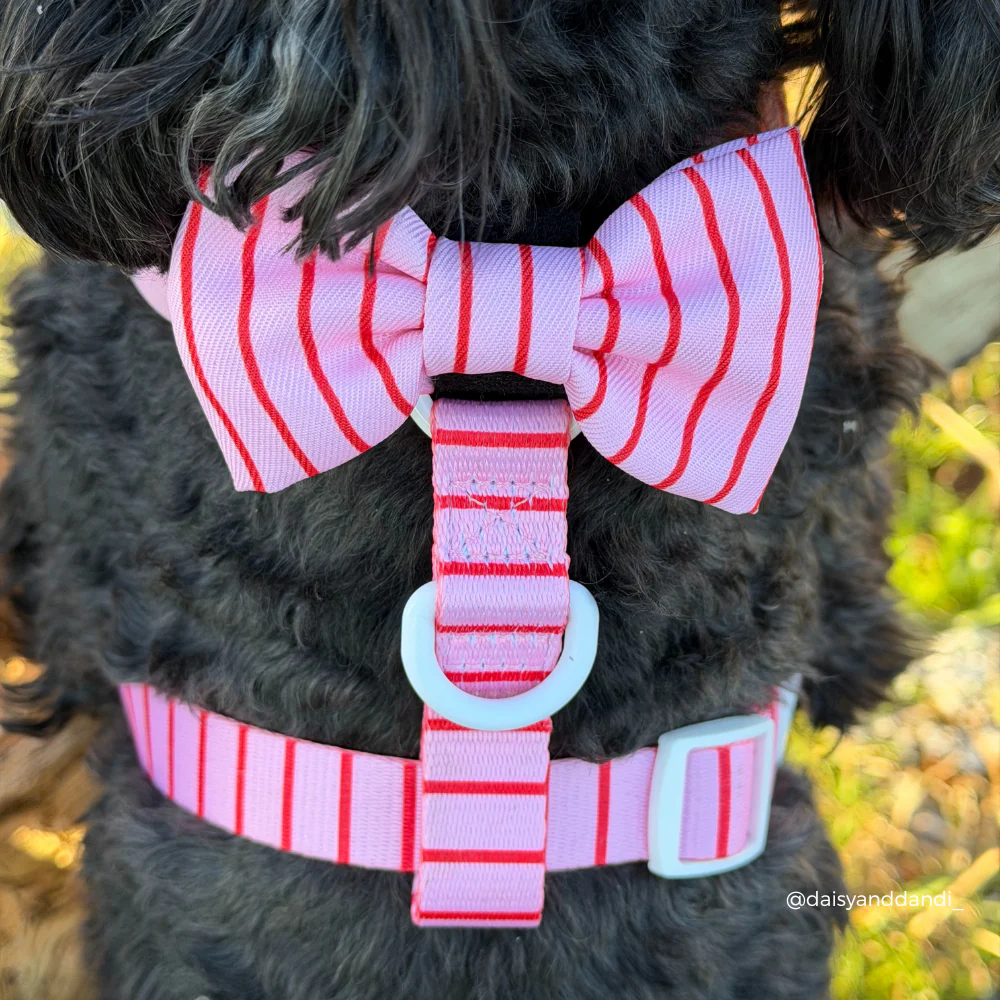 Candy Stripe Bow Tie - Image 4