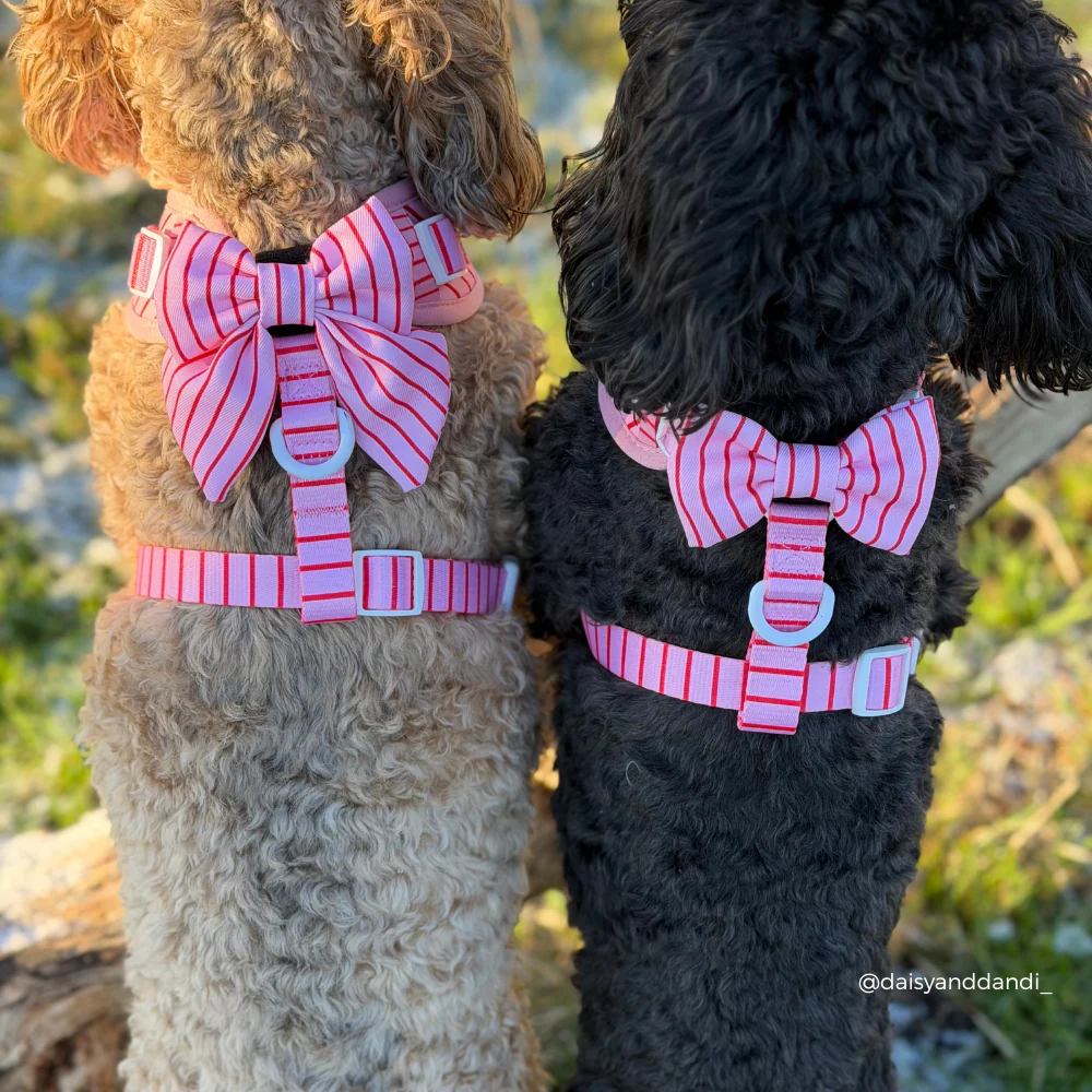 Candy Stripe Bow Tie - Image 3