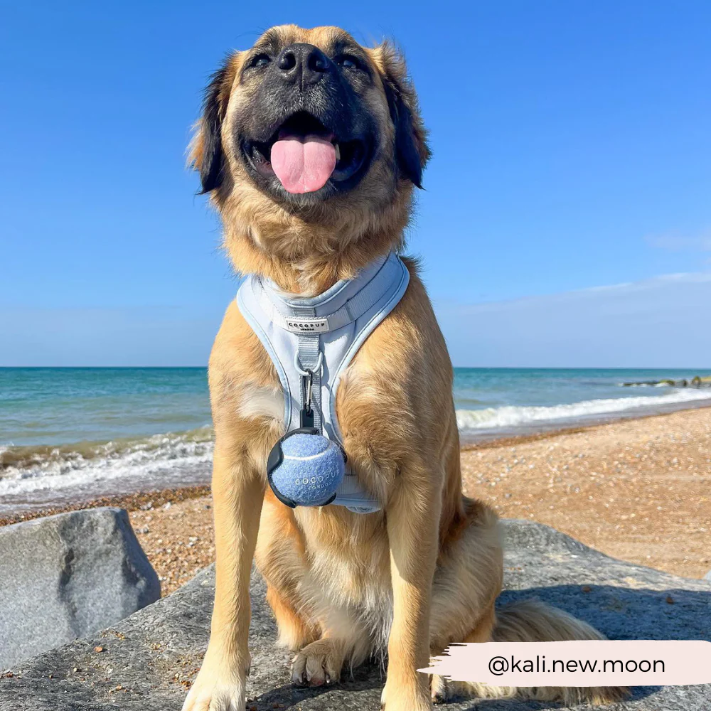 Tennis Ball - Ballin' Blue - Image 5