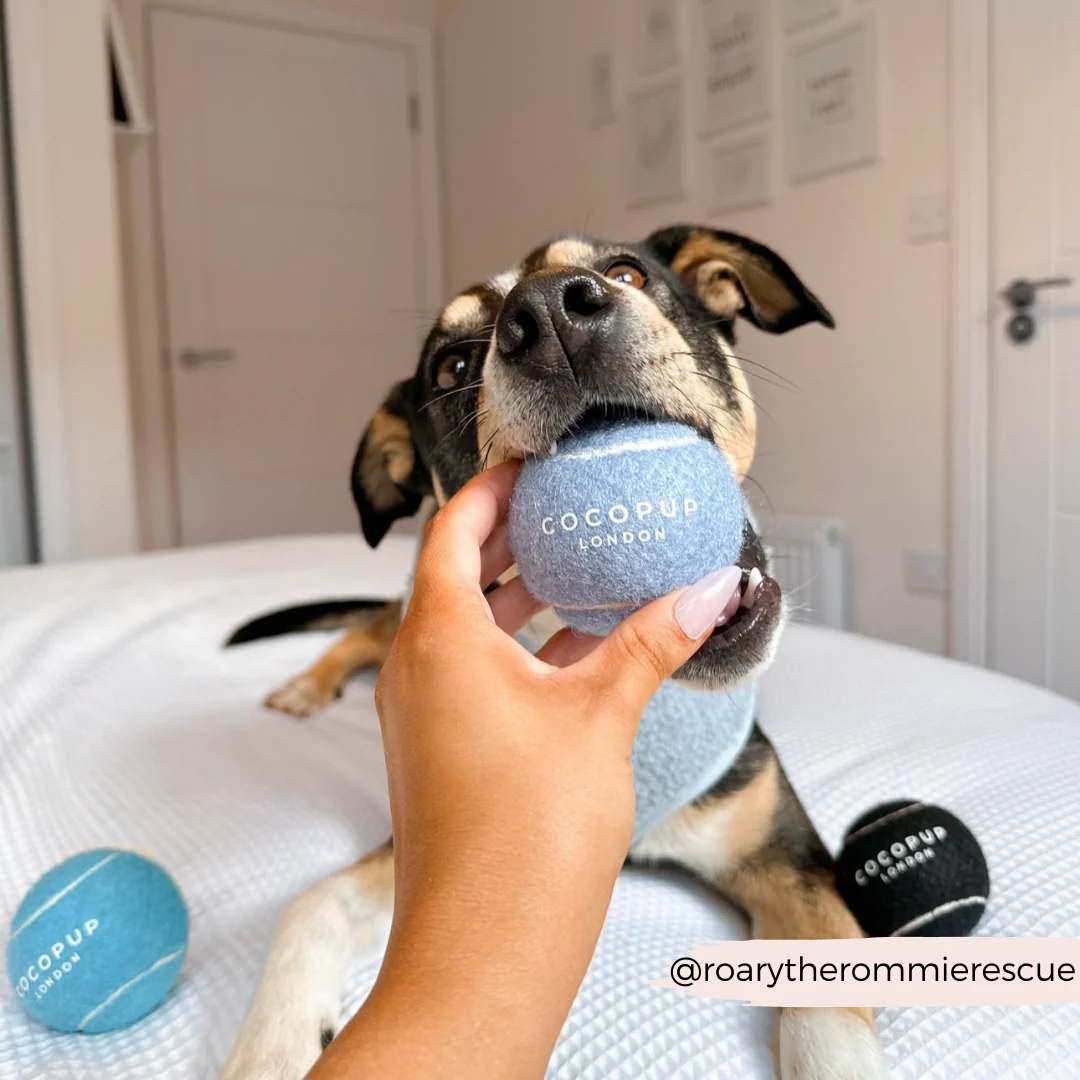 Tennis Ball - Ballin' Blue - Image 6