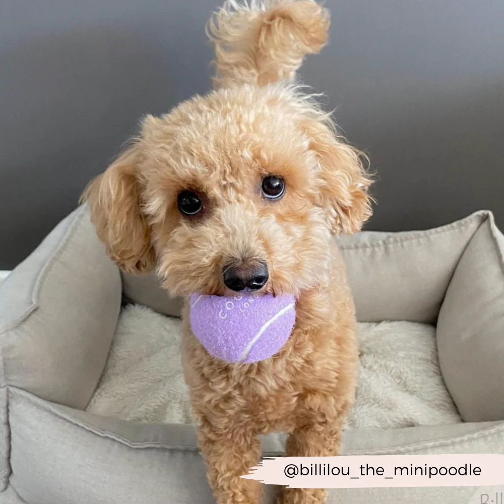 Tennis Ball - Lively Lilac - Image 3