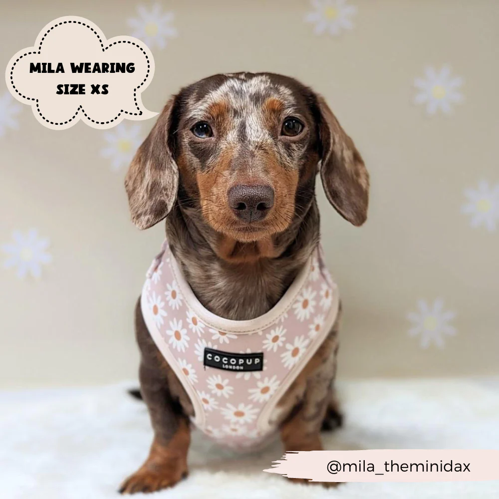 Daisy Chain Adjustable Neck HARNESS - Image 10