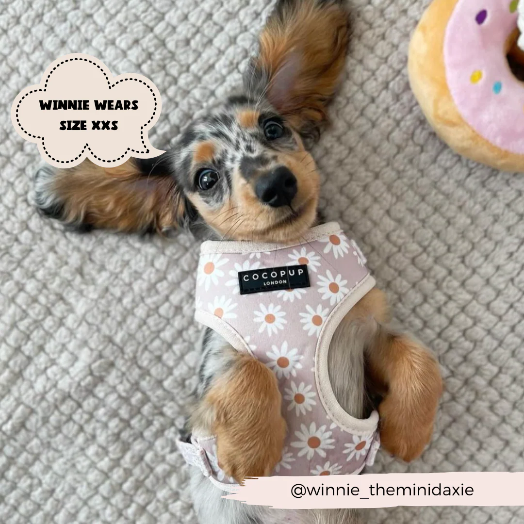 Daisy Chain Adjustable Neck HARNESS - Image 12