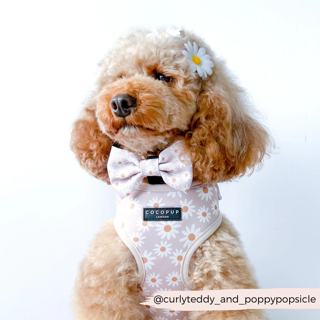 Daisy Chain Adjustable Neck HARNESS - Image 13