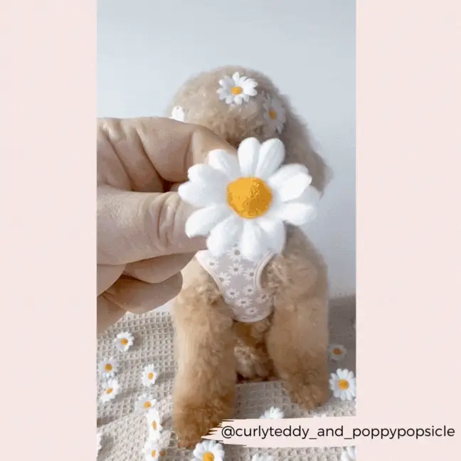 Daisy Chain Adjustable Neck HARNESS - Image 16