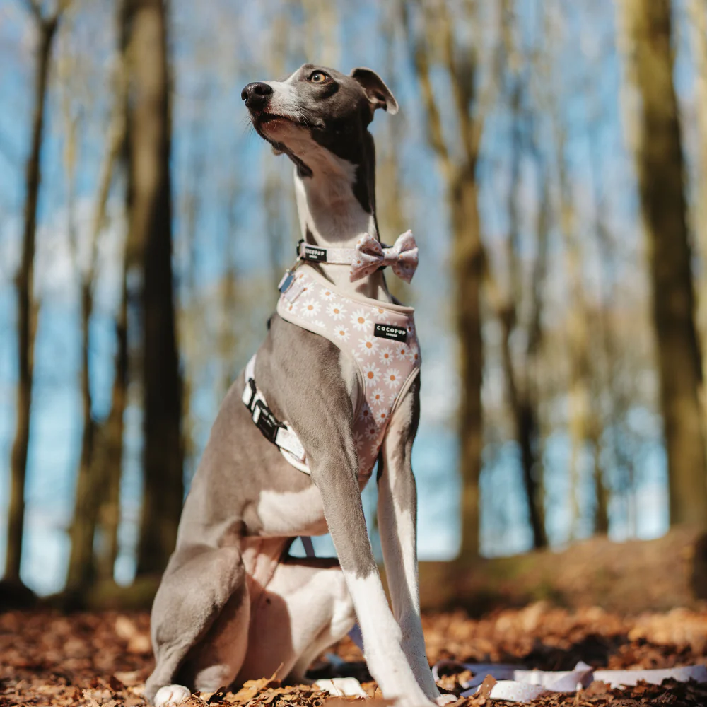 Daisy Chain Adjustable Neck HARNESS - Image 6