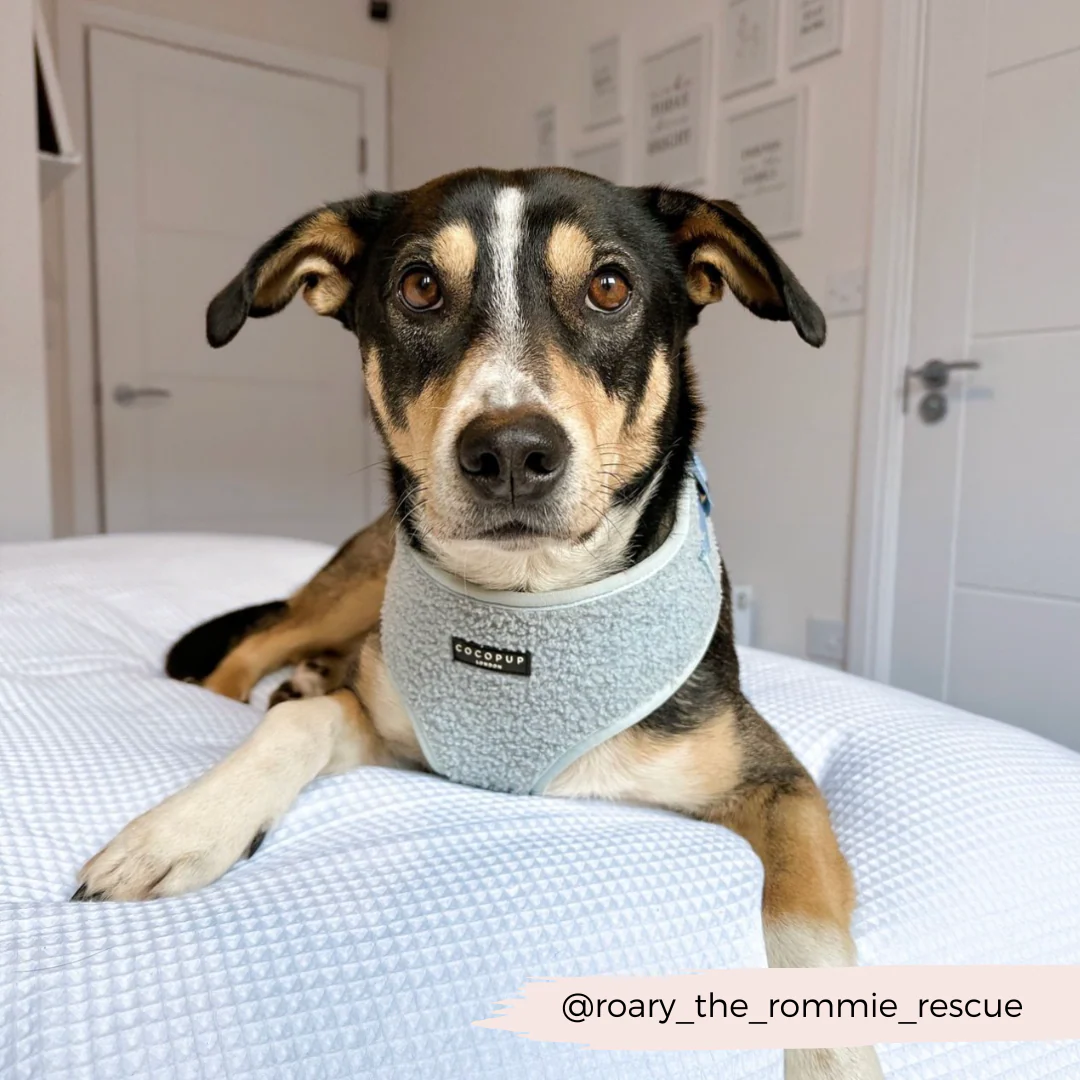 Teddy Adjustable Neck HARNESS - Daydream - Image 14