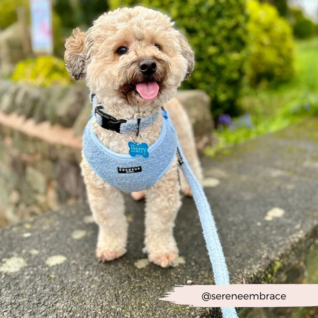 Teddy Adjustable Neck HARNESS - Daydream - Image 15