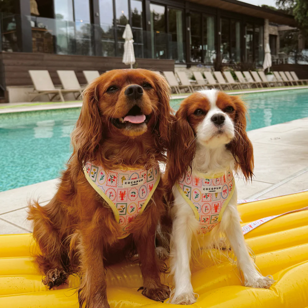 Dolce Vita Adjustable Neck HARNESS - Image 17