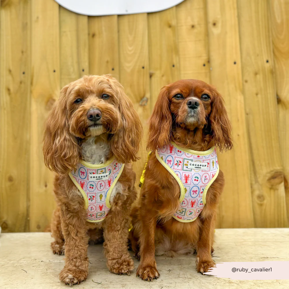 Dolce Vita Adjustable Neck HARNESS - Image 19