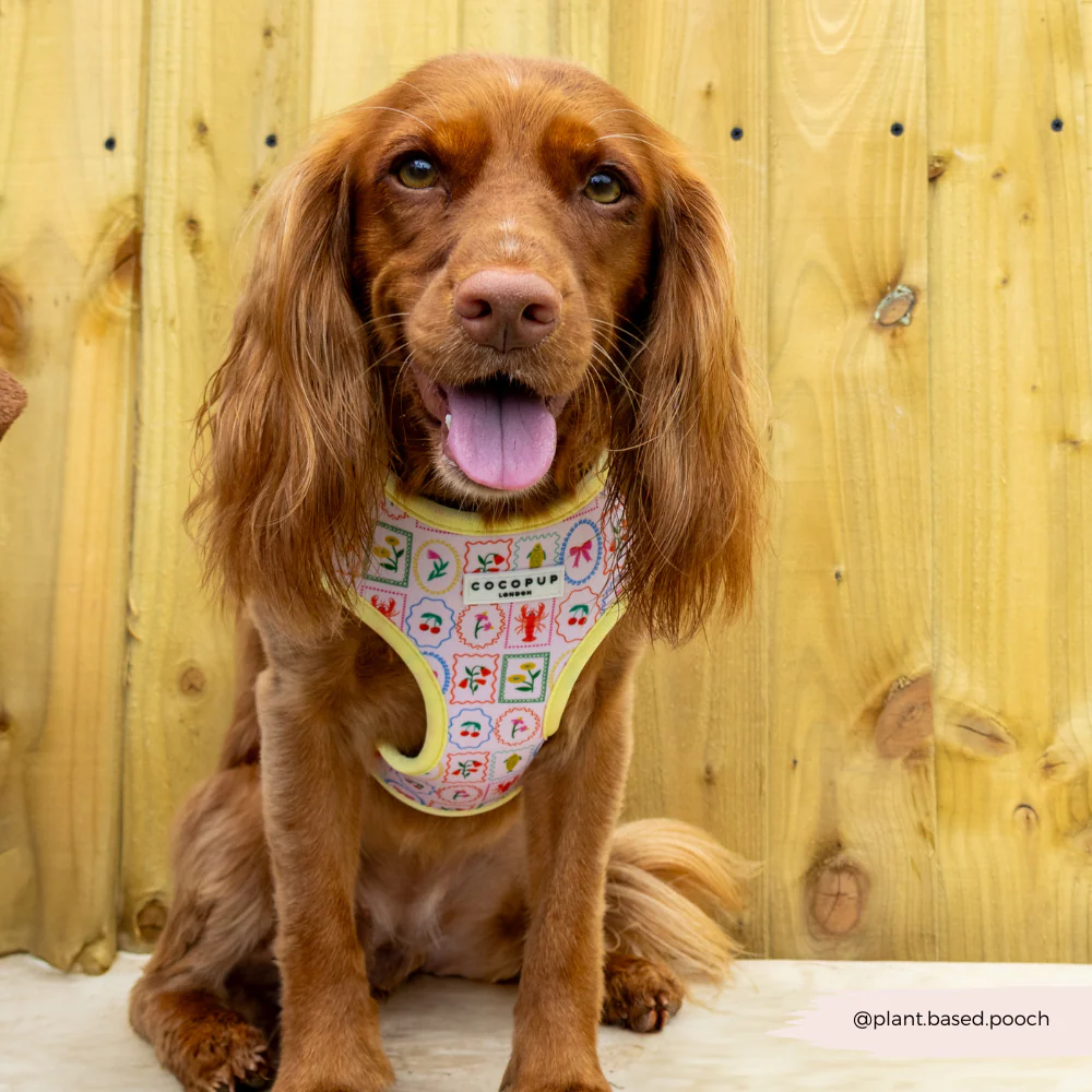 Dolce Vita Adjustable Neck HARNESS - Image 20