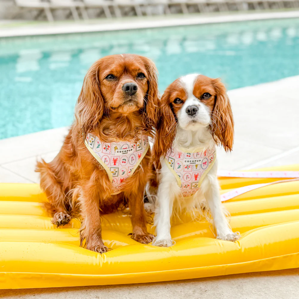 Dolce Vita Adjustable Neck HARNESS - Image 21