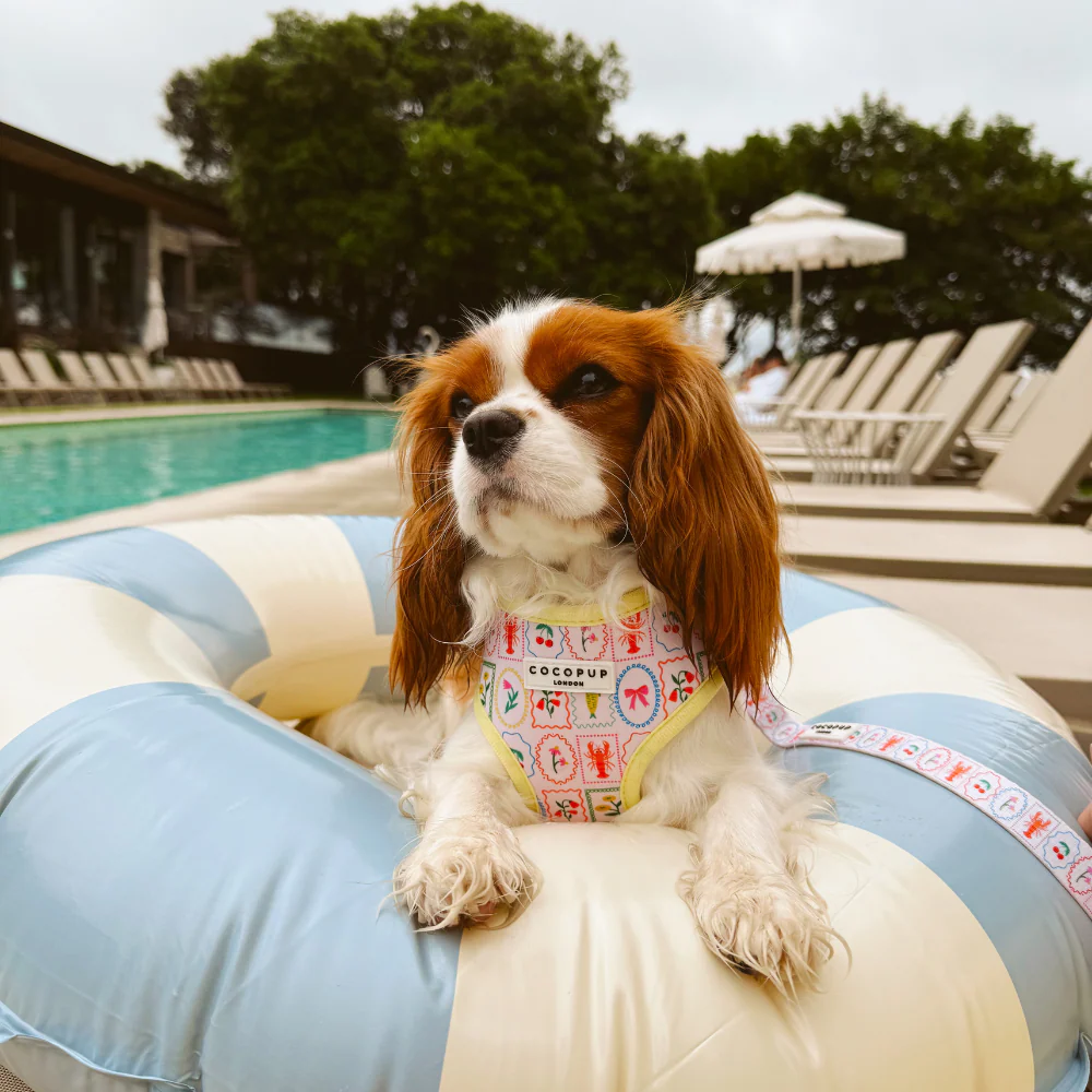 Dolce Vita Adjustable Neck HARNESS - Image 22