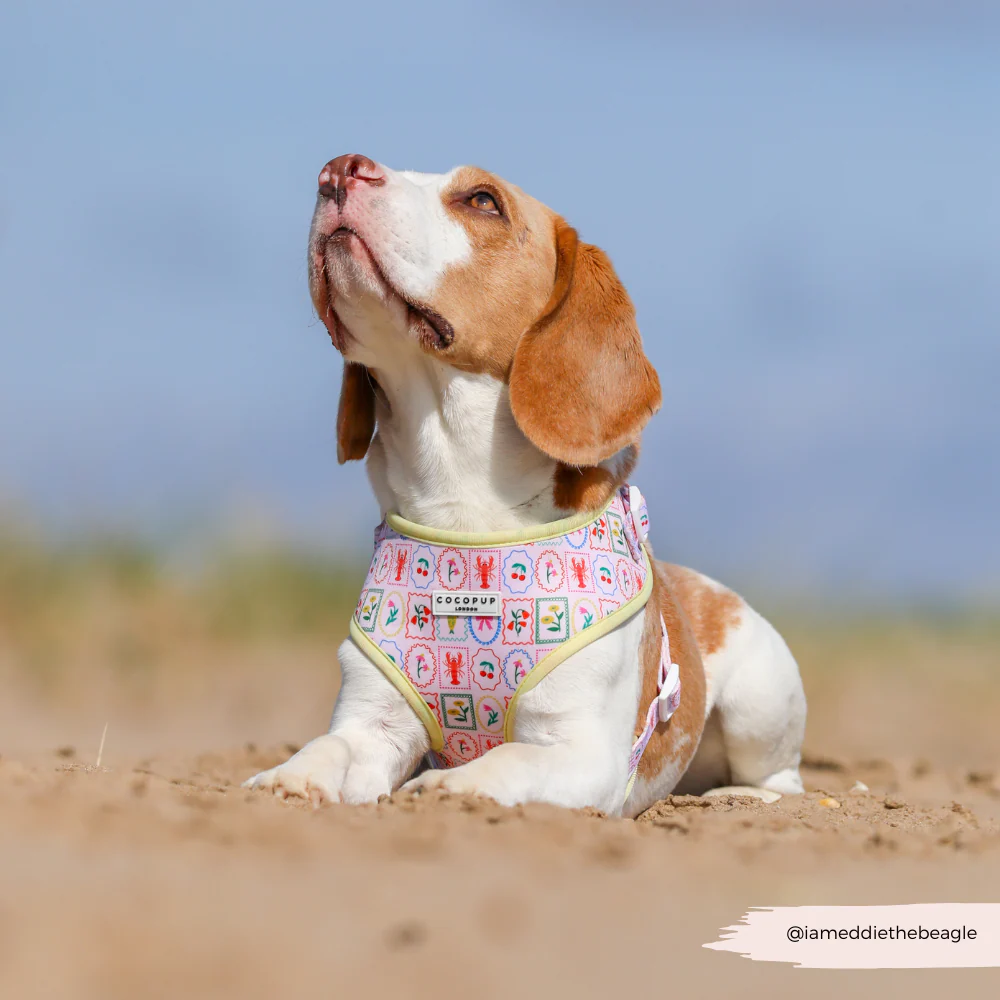 Dolce Vita Adjustable Neck HARNESS - Image 23